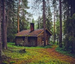 Ağaçtan Kulübenin Tinsel İpomoeası