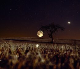 Sana Benziyor / Sevgi Erol Öçal