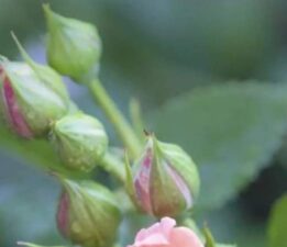 Gözlerin Keder / Sevgi Erol Öçal