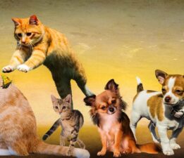 Öküz Kadar Hatırınız Yok / Hatike Şengül