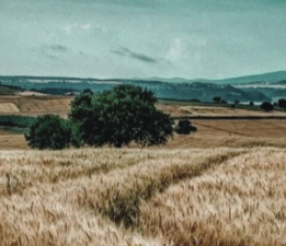 Harman / Sevgi Erol Öçal