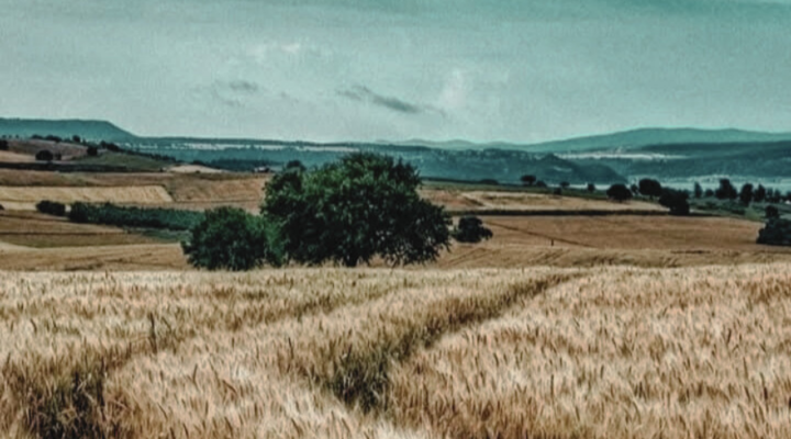 Harman / Sevgi Erol Öçal